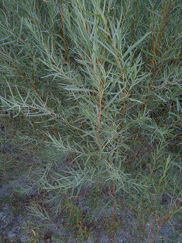 Narrowleaf Willow
