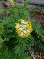 Corydalis nobilis
