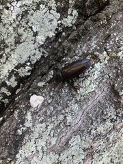 Archodontes melanopus