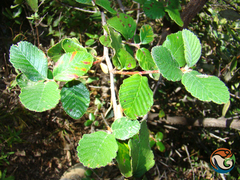 Cercocarpus pringlei