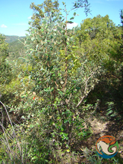 Cercocarpus pringlei
