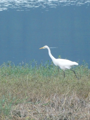 Medium Egret