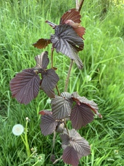 Corylus maxima