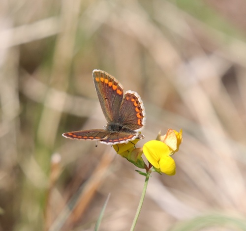 Brown Argus