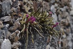 Aporocactus flagelliformis