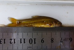 Enteromius motebensis