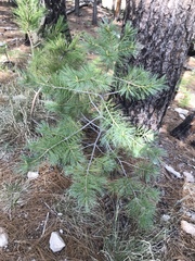 Pinus strobiformis