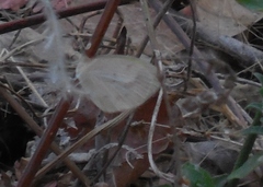 Eurema daira eugenia