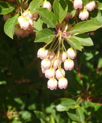 Enkianthus