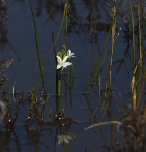 Ornithogalum paludosum, photograph 1