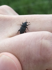 Sphenophorus striatopunctatus