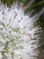 Stilbe albiflora
