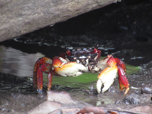 Mangrove Root Crab