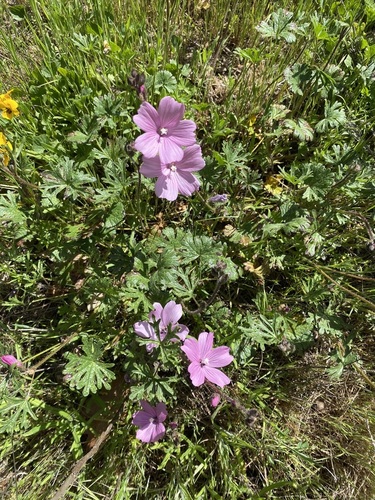 iNaturalist observation photo of checkerbloom