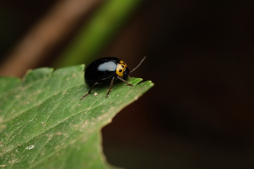 Morphosphaera japonica, 2026-08-05