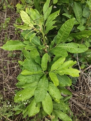 Glycosmis pentaphylla, photograph (c) rajesh rocky, some rights reserved (CC BY)