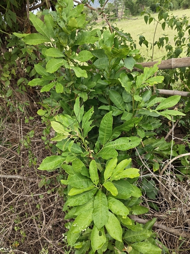 Glycosmis pentaphylla, photograph 6