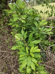 Glycosmis pentaphylla, photograph (c) rajesh rocky, some rights reserved (CC BY)