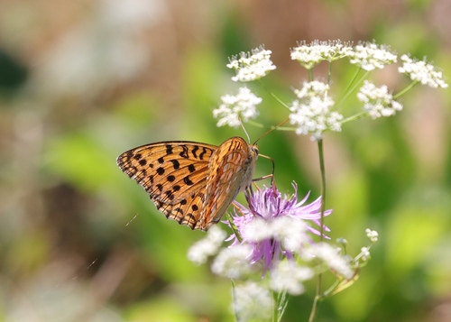 High Brown Fritillary