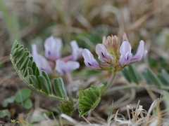 Astragalus plattensis