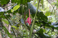 Anthurium corrugatum