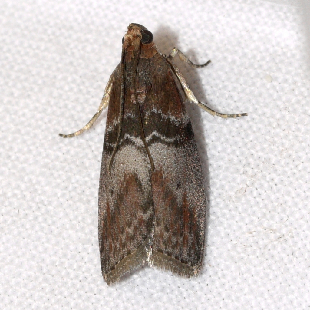 Belted Leafroller Moth