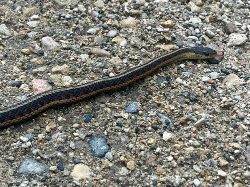 Common Garter Snake