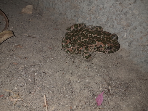 Green Toad