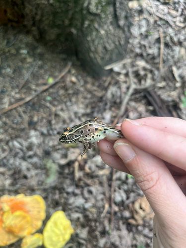 Northern Leopard Frog