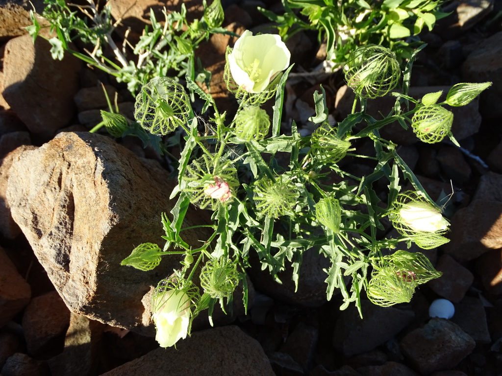 Lattice Swampmallow