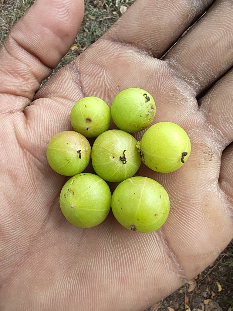 Phyllanthus emblica, Tiruppur, IN-AP, IN