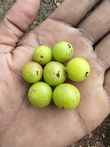 Phyllanthus emblica