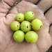 Amlabaum (Phyllanthus emblica): Herkunft und Verwendung — foto 1