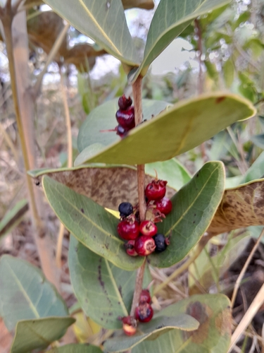 Eugenia bimarginata, 2026-08-16