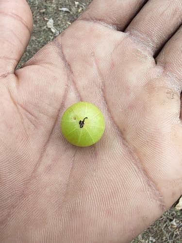 Phyllanthus emblica