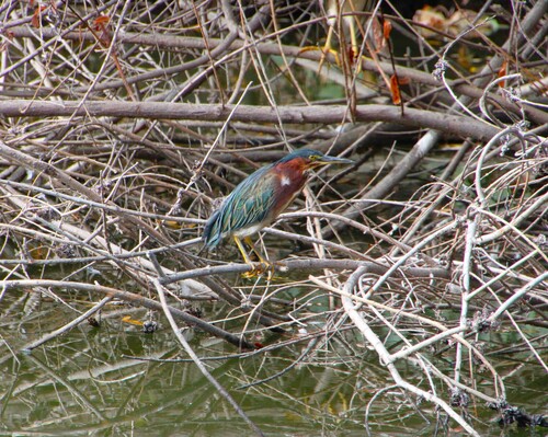 iNaturalist observation photo of Green Heron