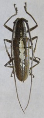 Neoptychodes trilineatus