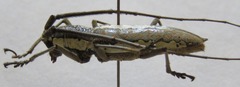 Neoptychodes trilineatus
