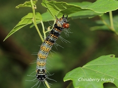 Mimeusemia vilemani