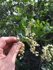 Fraxinus dipetala
