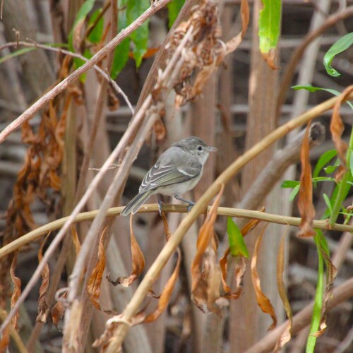iNaturalist observation photo of Bell's Vireo