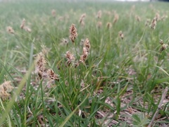 Carex duriuscula