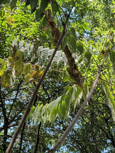 tree-of-heaven