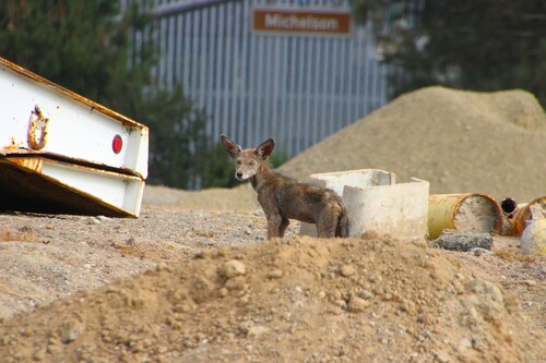iNaturalist observation photo of Coyote