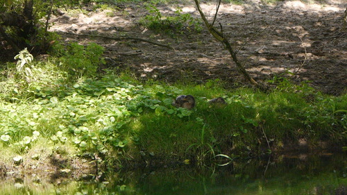 Mallard