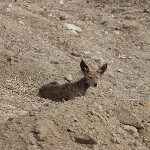 iNaturalist observation photo of Coyote