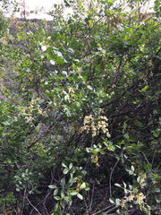 Fraxinus dipetala