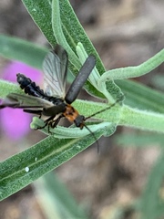 Cyrtomoptera divisa