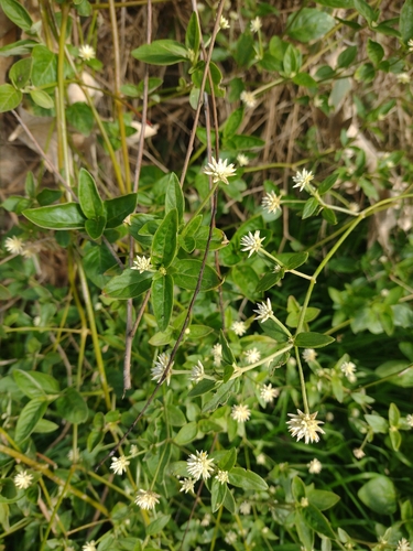 Gomphrena elegans, photograph 3