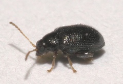 Epitrix cucumeris